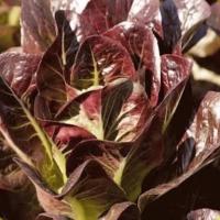 ราคา เรดคอส (Red Cos Lettuce) แบบเคลือบ แบ่งขาย ชุดละ 500 เมล็ด (28609057091)