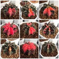 ราคา ยิมโนด่าง ไม้เพาะเมล็ด Gymnocalycium mihanovichii variegated (10478800023)