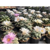 ราคา A4 เมล็ดอริโอคาปัส มิกซ์ 40 เมล็ด เมล็ดกระบองเพชร เมล็ดแคคตัส cactus seeds Ariocarpus seeds mix (9022031061)