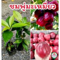 ราคา ต้นชมพู่มะเหมี่ยว 25cm+ ในถุงชำ (29588453290)