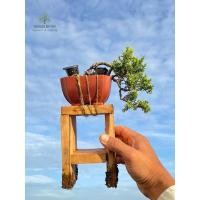 ราคา บอนไซสนชิมปากุ Itoigawa ทรงกิ่งตกกระถาง | เริ่มจัดทรงแล้ว | บอนไซต้นจริง แข็งแรง ใบแน่น พร้อมเลี้ยงต่อ (40401686356)
