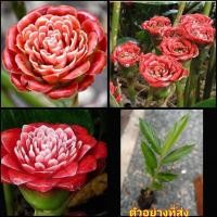 ราคา ดอก ต้น หน่อ เหง้า ดาหลา ดาหลากุหลาบ สยาม ต้นดาหลา ดอกดาหลา กาหลากุหลาบ สีแดง Siam rose Rose of Siam torch ginger / Sao (11539012592)