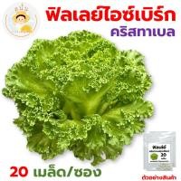 ราคา เมล็ดพันธุ์ ฟิลเลย์ คริสทาเบล (Frillice Cristabel) เมล็ดเคลือบ นำเข้าตรงสายพันธุ์ (1 ซอง 20 เมล็ด) (18582212740)