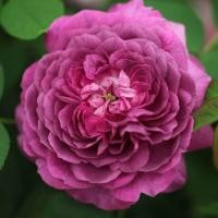 ราคา 10 เมล็ด กุหลาบ Climber Roses Seeds กุหลาบเลื้อย สายพันธุ์ Reine des Violettes ดอกสีม่วง (49759502309)