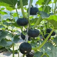 ราคา 5 เมล็ด เมล็ดพันธุ์ ฟักทองญี่ปุ่น High Yield Japanese Pumpkin Seeds Vegetable Seeds เมล็ดฟักทอง Plants (58102204620)