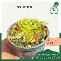 ราคา กาบหอยแครง กาบหอย กระถาง 3 นิ้ว ต้นไม้ตระกูลกินแมลง (Venus flytrap) (29923291866)