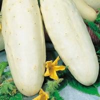 ราคา 30 เมล็ด แตงกวา แตงขี้ไก่ แตงปี แตงร้าน Non-GMO Cucumber Seeds สายพันธุ์ White Wonder (55159072232)