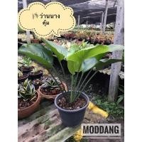 ราคา ต้นไม้มงคลว่านนางคุ้ม (6161327698)