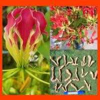 ราคา ดองดึง​Gloriosa superba ดอกสวย​ชุด2ต้น (20101180372)