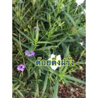 ราคา ต้อยติ่งฝรั่ง หรือ ต้อยติ่งเทศ ฟ้าประทานพร กระถาง5” (9222099448)