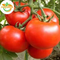 ราคา เมล็ดพันธุ์ มะเขือเทศเชอรี่ ผลใหญ่ 300 เมล็ด Large Red Cherry Tomato เมล็ดพันธุ์แท้ นำเข้าจากต่างประเทศ ปลูกผ-PPOP SEEDS (47753838724)