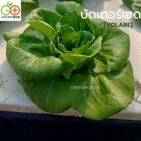 ราคา กรีนบัตเตอร์เฮด green butterhead (VOLARE) Enza Zaden 1000 pills (เคลือบ) เมล็ดพันธุ์ผักสลัด (54205895158)