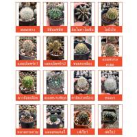 ราคา กระบองเพชร หลากหลายสายพันธุ์ รบกวนสั่งขั้นต่ำ 4 ต้นนะคะ :) แคคตัส กระบองเพชร ต้นไม้ สวน ไม้ดอก (23550379625)