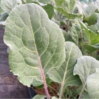 ราคา 100 เมล็ด คะน้า ผักคะน้า Kale Seeds Non-GMO สายพันธุ์ คะน้าสีม่วง เพอเพิล เคท Purple Kale (48609100828)