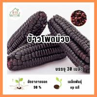 ราคา เมล็ดพันธุ์ข้าวโพดสีม่วง บรรจุ 30 เมล็ด (25827109646)