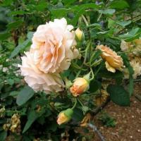 ราคา 10 เมล็ด กุหลาบ Climber Roses Seeds กุหลาบเลื้อย สายพันธุ์ Buff Beauty ดอกสีส้ม (41730373253)