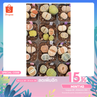 ราคา Lithops ไลทอป ลิทอป หินมีชีวิต (10) (3182491261)