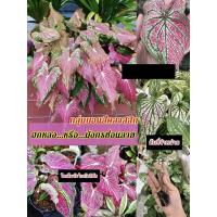 ราคา (1ต้น)(ขาย ต้นพันธุ์) ต้น บอนสีฮกหลง บอนสีมงกรซ่อนลาย ฮกหลง มงกรซ่อนลาย บอนสี ต้นบอนสี / ไม้ดอกไม้ประดับ (13651830320)