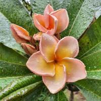 ราคา 10 เมล็ด ดอกลีลาวดี ลั่นทม จำปาขอม จงป่า Frangipani Plumeria Seeds สายพันธุ์ Orange Marmalade (29992567219)