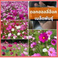 ราคา 50 เมล็ด เมล็ดดอก คอสมอส ดาวกระจายคละสี (18463704991)