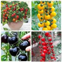 ราคา ผลไม้มะเขือเทศเชอร์รี่มะเขือเทศขนาดเล็กมิลเลนเนียมสีแดงเวอร์จินเมล็ดผลไม้ฤดูใบไม้ผลิฤดูใบไม้ร่วงสี่ฤดูกาลกระถางเมล็ดพันธุ์ผักต้นกล้า (48210968498)