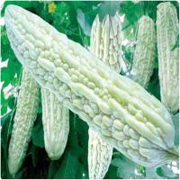 ราคา เมล็ดมะระไต้หวันสีขาว 10เมล็ด มะระขาว White Bitter Gourd Seeds ของแท้ 100% ปลูกง่าย อัตรางอกสูง-F1 เมล็ดพันธุ์ (46404667739)