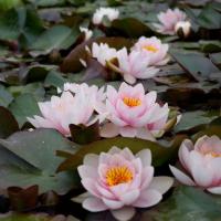 ราคา 5 เมล็ด ดอกบัว บัวนอก บัวฝรั่ง เมล็ดดอกบัว Lotus Seeds สายพันธุ์ ฟาบิโอลา (42580034287)