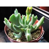 ราคา เมล็ดพันธุ์ ไม้อวบน้ำ (Succulent) บ้านและสวน (1494239228)