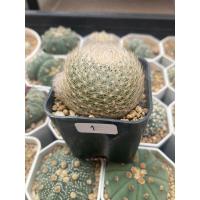 ราคา แมมเลนต้า ไม้เมล็ด (Mammillaria lenta) (22646995028)