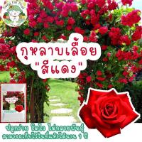 ราคา เมล็ดพันธุ์ กุหลาบเลื้อย สีแดง Red Rose 30 เมล็ด เมล็ดพันธุ์แท้ นำเข้าจากต่างประเทศ ปลูกดอกไม้ เมล็ด กุหลาบ ทำสวน ถูก (5871385212)