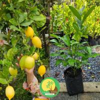 ราคา ต้นเลมอน ยูเรกา / เลม่อน Eureka Lemon กิ่งตอน สูง40–70ซม. ลงถุงชำ ติดผลง่าย ลูกดก ปลูกในกระถางได้ (57806083771)