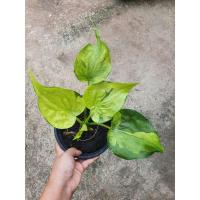 ราคา ต้นนางกวัก นางกวักใบโพธิ์ด่าง ไม้มงคล เสริมโชคลาภ (6968467992)