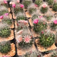 ราคา แมมขนแมว Mammillaria bocasana แคคตัส กระบองเพชร (19511747434)