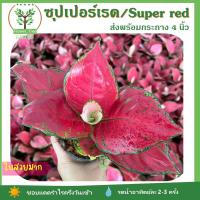 ราคา ต้นอัญมณีซุปเปอร์เรด (Supper Red) ส่งพร้อมกระถาง 4 นิ้ว ตระกูลแก้วกาญจนาหรืออโกลนีมา (Aglaonema) (12637038260)