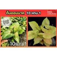 ราคา ต้นออมนาค (Syngonium Bronze) ต้นไม้ฟอกอากาศ ต้นไม้มงคล สมุนไพร ออมนาก ออมเงิน ออมทอง ออมทรัพย์ กระถาง ต้นไม้ ดิน ปุ๋ย (54505588659)