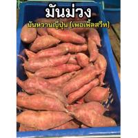 ราคา มันหวานญี่ปุ่น(เพอเพิ้ลสวีท) เนื้อสีม่วงหวานธรรมชาติ เหมาะสำหรับสายสุขภาพ คุมน้ำตาล ขุดสดใหม่จากไร่ส่งไวทันใจ (48011053053)