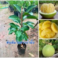ราคา ต้นส้มโอขาวน้ำผึ้งกิ่งตอนต้นสูง50-60เซนพร้อมส่ง (41110429003)