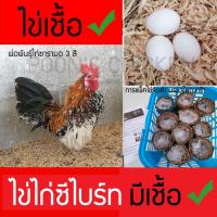 ราคา ไข่เชื้อไก่ซารามอ ไก่แจ้ซารามอ (Serama Chicken) สำหรับฟักตู้หรือแม่ไก่กกเท่านั้น ไข่เก็บสด ไม่ดองไข่ (10486297363)