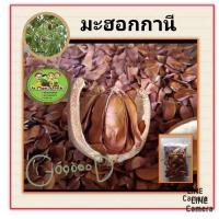 ราคา เมล็ดพันธุ์ต้นมะฮอกกานี เมล็ดพันธุ์มะฮอกกานีใบใหญ่ ชุดล่ะ 50 เม็ด (13891516239)