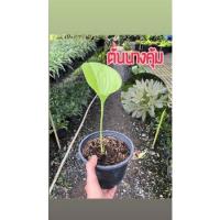 ราคา ว่านนางคุ้ม/ผู้เฒ่าเฝ้าเรือน (9579655670)