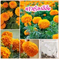 ราคา เมล็ดดอกดาวเรืองสีส้ม 100 เมล็ด (9259123019)