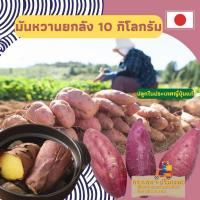 ราคา มันหวานญี่ปุ่น เบนิฮารุกะ M ยกลัง / 10 กิโลกรัม (49907633157)