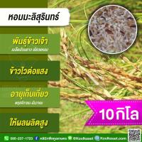 ราคา เมล็ดพันธุ์ข้าว ข้าวเจ้า หอมมะลิสุรินทร์ หอมสุรินทร์ นาปี ไวแสง หอมนุ่ม บรรจุ 10 กก. พร้อมปลูก คูลเกษตร KR59 (25571697095)