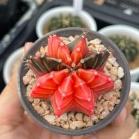 ราคา Gymno Mihano | Cactusยิมโนด่าง | ไม้เมล็ด | แคคตัส | กระบองเพชร | ไม้ด่าง (8135515370)