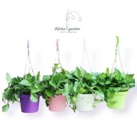ราคา กระถางแขวนรดน้ำอัตโนมัติ Macaron 360 rotation Self-Watering Hanging Pot กระถางรดน้ำอัตโนมัติ (6091575227)