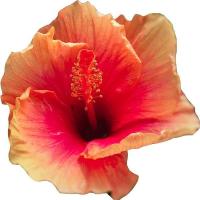 ราคา 25 เมล็ด ดอกชบา ฮาวาย Hibiscus Seeds สายพันธุ์ Chocolate Dream Cajun Hibiscus (54559473461)