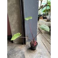 ราคา Colocasia lemon Lime gecko (10144149823)