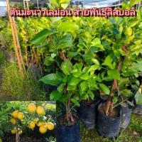 ราคา ต้นมะนาวเลมอน สายพันธุ์ลิสบอล กิ่งตอน ต้นสูง 40-60 ซม. เปลือกผลหอมผลกลม เป็นมะนาวผลสีเหลือง กลิ่นหอม (44022427571)