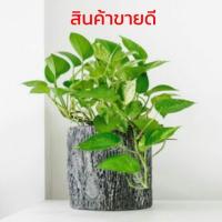 ราคา 10แถม5 ต้นพลูด่าง,,พลูราชินีสีทอง​ไม้ฟอกอากาศ​ และฝุ่นPM2.5 (3331635308)