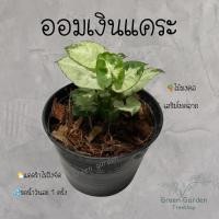ราคา ไม้มงคล ต้นออมเงินแคระ กระถาง 3 นิ้ว (10060024456)